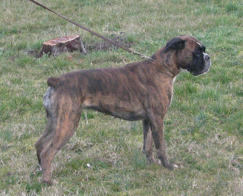 Gaia de Lyons Andelle