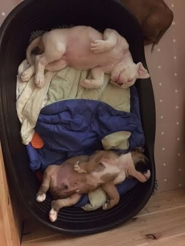 De La Silveison - Boxer - Portée née le 21/10/2015
