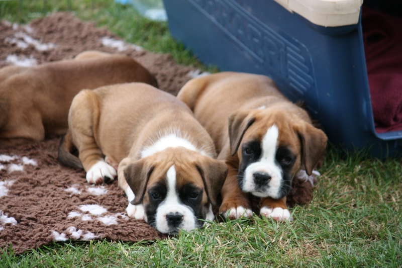 De La Silveison - Boxer - Portée née le 27/06/2010