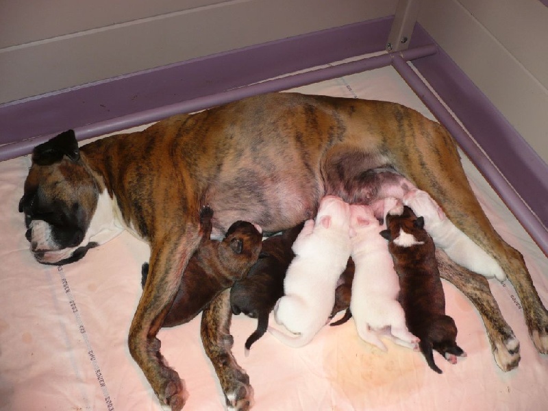 De La Silveison - Boxer - Portée née le 02/04/2014